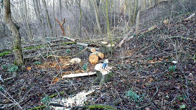 O`Brain im Steinbruch Nebra bei den Schneeglöckchen - Teil 2 !!!