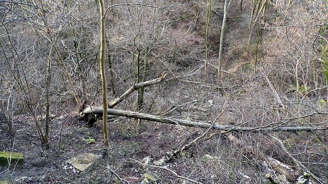 O`Brain im Steinbruch Nebra bei den Schneeglöckchen - Teil  2 !!!
