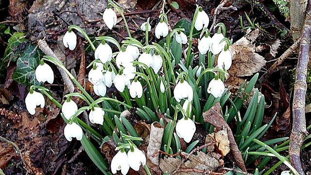 O`Brain im Steinbruch Nebra bei den Schneeglöckchen - Teil 2 !!!