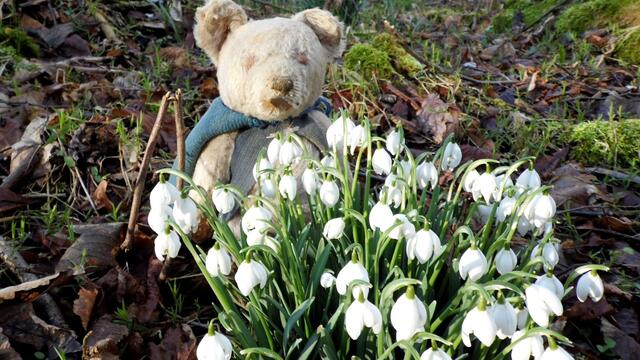 O`Brain im Steinbruch Nebra bei den Schneeglöckchen - Teil 2 !!!