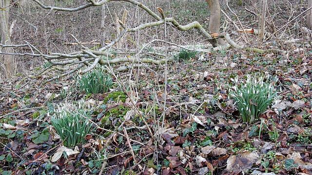 O`Brain im Steinbruch Nebra bei den Schneeglöckchen - Teil 2 !!!