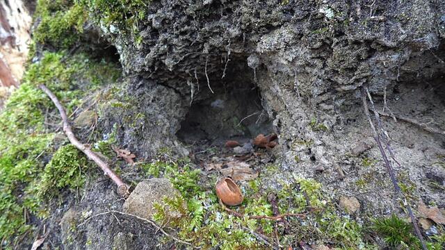 Wer mag da wohnen - O`Brain im Steinbruch Nebra bei den Schneeglöckchen - Teil 2 !!!