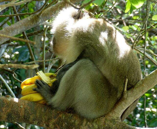 Bananenräuber