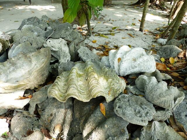 Riesenmuscheln