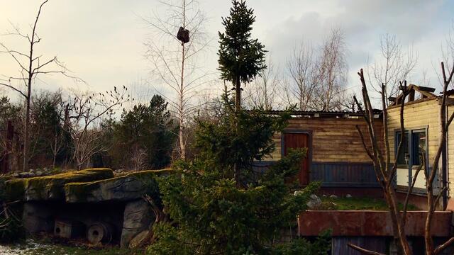 17. Februar 2018. Erlebnis-Zoo Hannover. Waschbären.