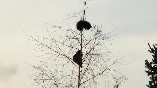 17. Februar 2018. Erlebnis-Zoo Hannover. Waschbären.