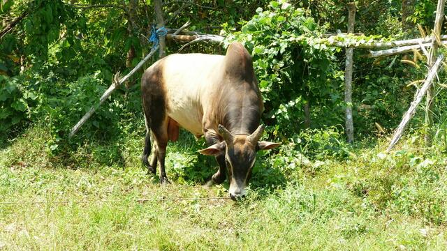 Buckelrind.....Zebu