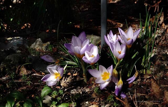 Krokusse regten den spärlichen Sonnenstrahlen das Köpfchen entgegen....