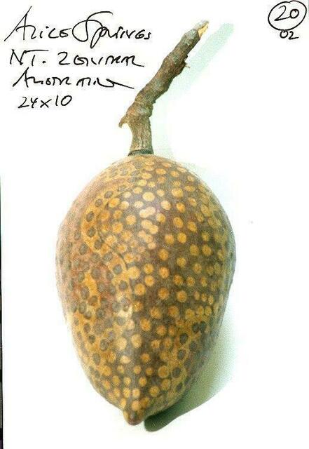 Bemalte Baobabfrucht Australien