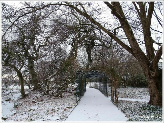 Verschneite Süntelbuche im Berggarten Herrenhausen (Foto: Katja Woidtke)
