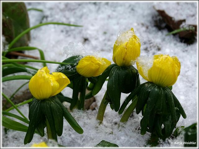 Winterlinge (Eranthis hyemalis) zählen zu den ersten Frühblühern (Foto: Katja Woidtke)