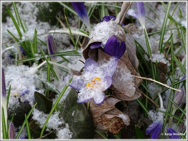 Krokusse im Pergolagarten des Berggartens Herrenhausen (Foto: Katja Woidtke)