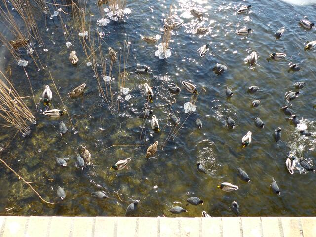 Enten in Aspik!