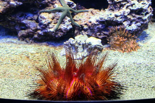 Seeigel