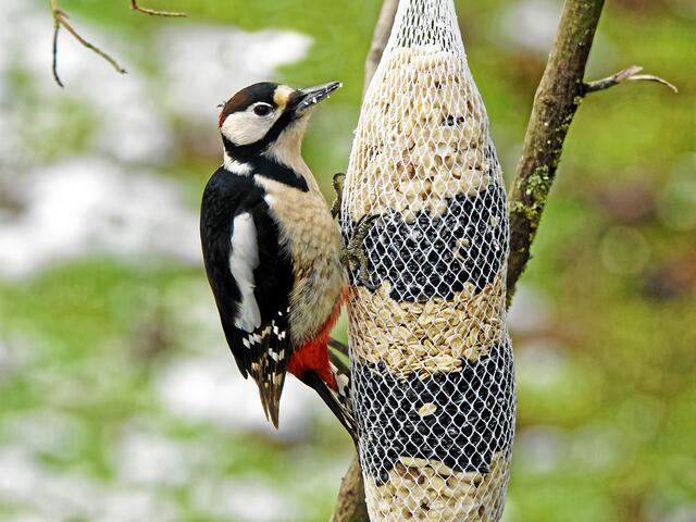 "Eine Futterstange für mich ganz alleine - toll!" (Bildausschnitt einer Freihandaufnahme; t=1/160s; Bl. 9,0; ISO 800; BW=900mm.)