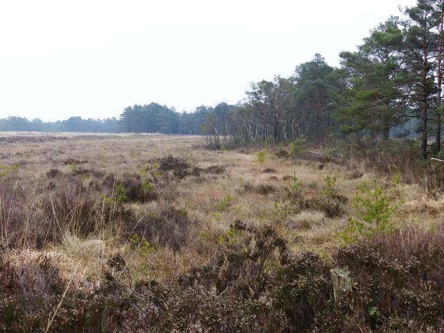 Irgendwie hat im Bissendorfer Moor jede Jahreszeit ihre Reize. Am Rande der Kernzone.
