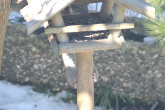 Da guckst du