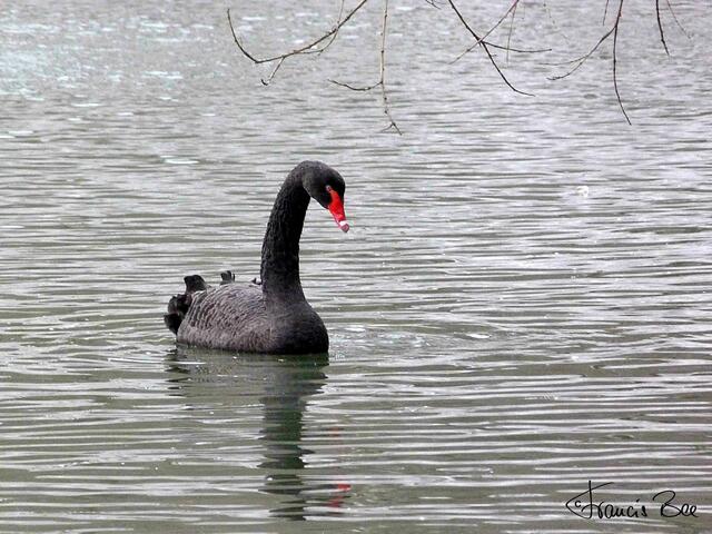 Schwarzer Schwan