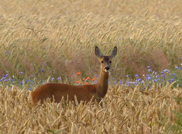 Ein besonderer Augenblick im Kornfeld. Ein Glücksmoment! Es war eine wirklich zauberhafte Begegnung mit einem Wildtier zwischen Kornblumen und Mohn kurz nach dem Sonnenaufgang.