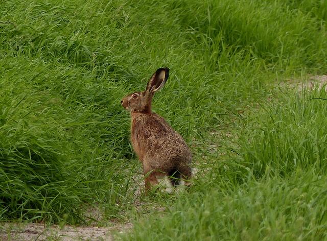 Wenn das Wildtier (der Hase) still verharrt und wir uns gegenseitig aus der Nähe mustern können ist seine Größe immer wieder beeindruckend. Bei großer Hitze benutzt der Feldhase seine Ohren als Temperaturregler. Die nur wenig behaarten "Löffel" werden dann stärker durchblutet und geben so Hitze ab, dienen als "Wärmetauscher".