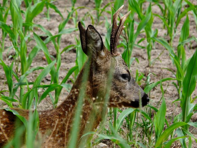 Dem Wildtier ganz nah! Bei greller Sommerhitze lässt das Wild manches Mal eine größere Nähe zu.