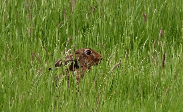 Klüger ist es, sich in eine schattige Kuhle zu drücken.