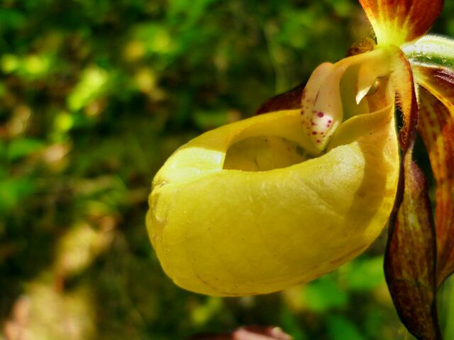 Orchideenkaffee 2018 - am 10. bis 27. Mai 2018 öffnet dieses Jahr auch wieder das Orchideenkaffee in Krawinkel .... !