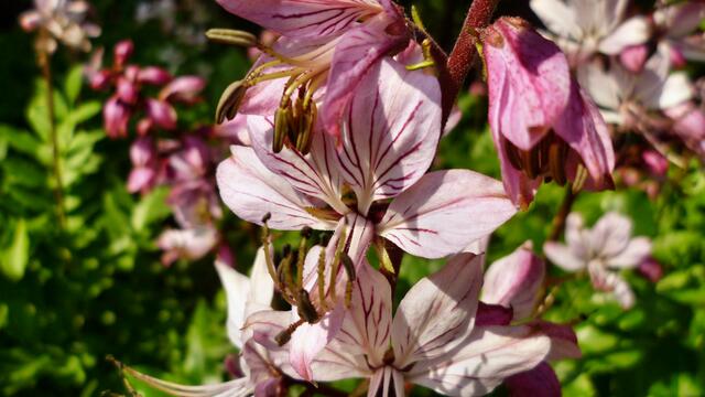 Orchideenkaffee 2018 - am 10. bis 27. Mai 2018 öffnet dieses Jahr auch wieder das Orchideenkaffee in Krawinkel .... !