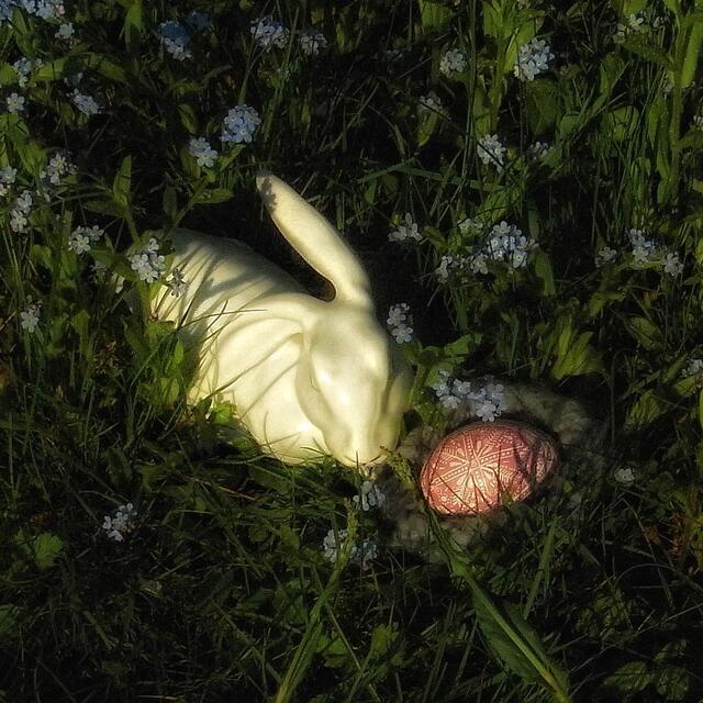 Der seltene weißer Osterhase mit seinem soeben gelegten kunstvoll verzierten bunten Osterei. | Foto: KDH / WOHSCH / SDS Marburg