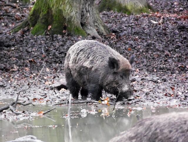 Das gesamte Wildschweingehege ist umgepflügt. Im Boden verstecken sich Leckereien, Würmer und Larven.