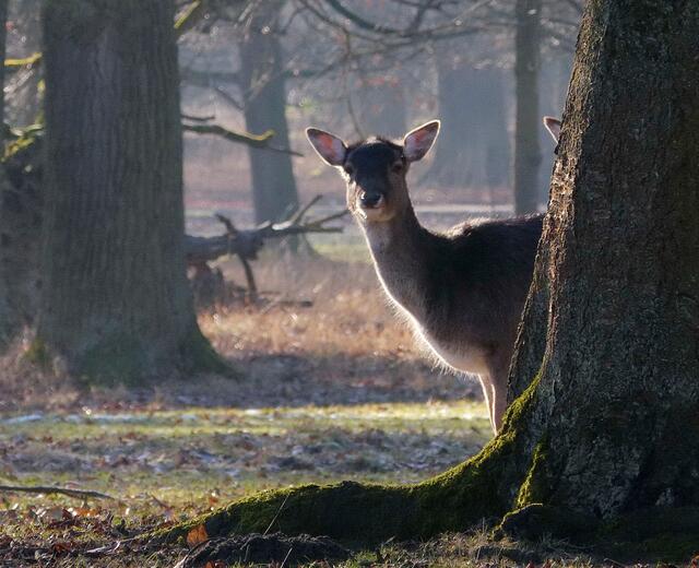 Etwa 120 Damhirsche leben darin, aber auch Rot- und Schwarzwild. | Foto: Christel Wolter