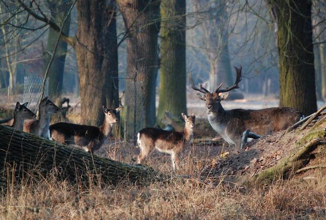 Irgendwann im Frühjahr werfen die männlichen Hirsche ihre Geweihschaufeln ab. | Foto: Christel Wolter