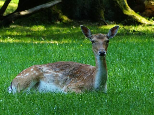 Auch eine Pause muss mal sein, nicht immer kann geäst werden. | Foto: Christel Wolter
