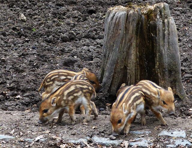 Frischlinge gibt es mehrmals im Jahr. Diese sind erst wenige Tage alt. | Foto: Christel Wolter