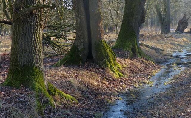 Zum Teil ist das Gelände feucht und sumpfig. Der Mergeluntergrund staut das Wasser. | Foto: Christel Wolter