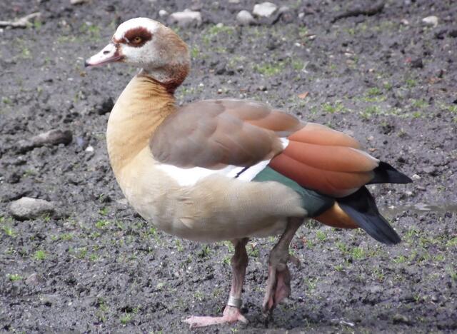 Die bei uns seltenen Nilgänse halten sich gern bei den Wildschweinen auf.