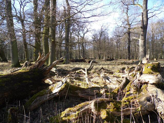 Der Wald darf natürlich sein. Totholz ist ein wichtiger Lebensraum für verschiedenste Insekten, die den Fledermäusen und Vögeln als Nahrung dienen.
