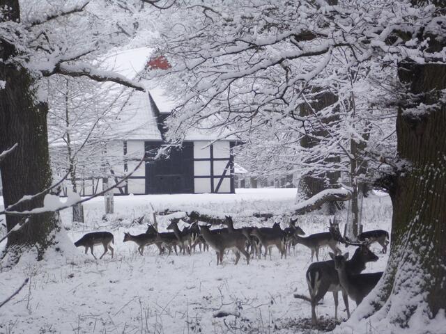 Da der Tiergarten für den hohen Wildbstand zu klein ist, muss das ganze Jahr zugefüttert werden. Bei Schnee hält sich das Wild am liebsten an der Futterscheune auf.