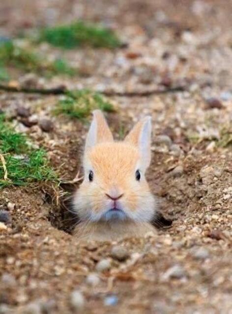. . . vorher versteckte er sich noch im Garten . . .