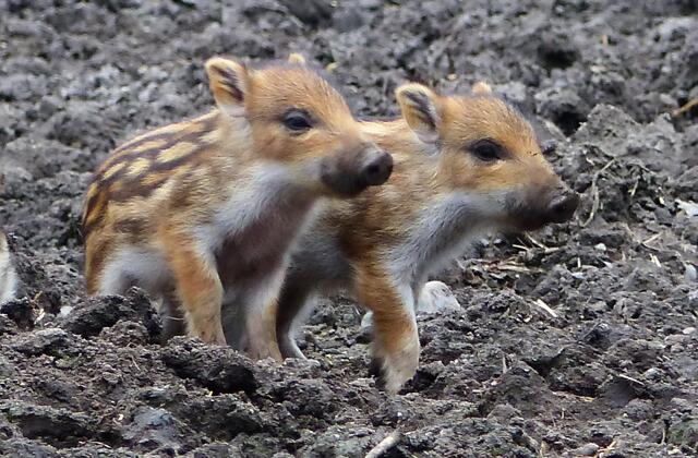 Erstmal das Gehege erkunden, aber nur in Mutters Nähe. | Foto: Christel Wolter