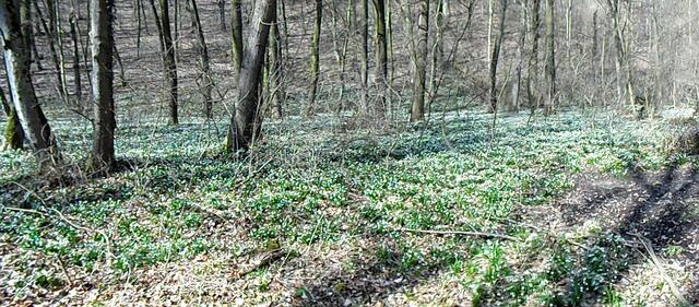 Hunderttausende Märzenbecher blühen auch wieder dieses Jahr in Landgrafroda 2018 !