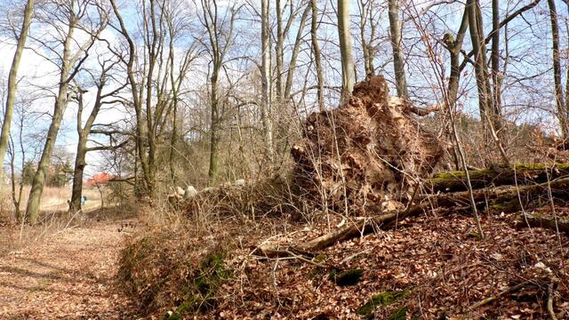 Hunderttausende Märzenbecher blühen auch wieder dieses Jahr in Landgrafroda 2018 !