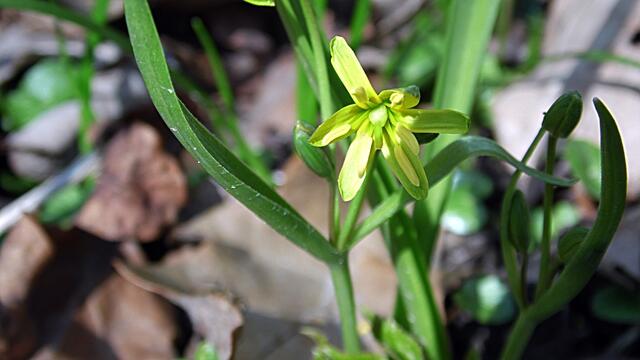 Hunderttausende Märzenbecher blühen auch wieder dieses Jahr in Landgrafroda 2018 !