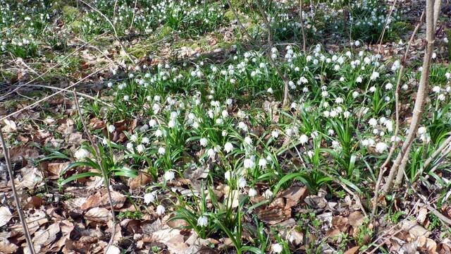 Hunderttausende Märzenbecher blühen auch wieder dieses Jahr in Landgrafroda 2018 !