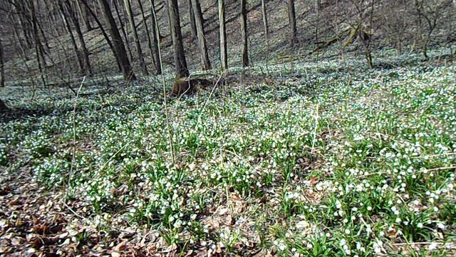 Hunderttausende Märzenbecher blühen auch wieder dieses Jahr in Landgrafroda 2018 !