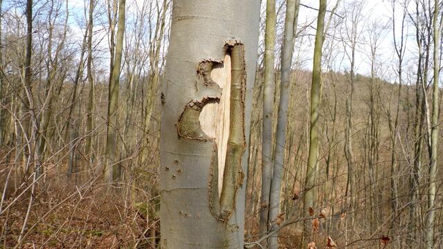 Hunderttausende Märzenbecher blühen auch wieder dieses Jahr in Landgrafroda 2018 !