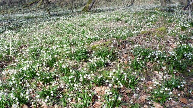 Hunderttausende Märzenbecher blühen auch wieder dieses Jahr in Landgrafroda 2018 !
