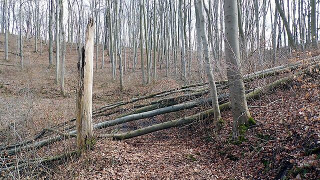 Hunderttausende Märzenbecher blühen auch wieder dieses Jahr in Landgrafroda 2018 !