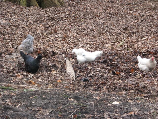 Da lachen nicht nur die Hühner !