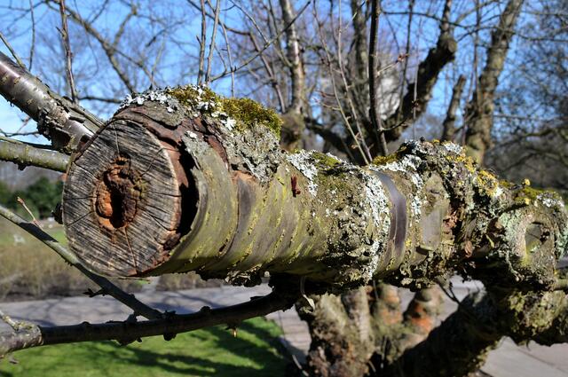 Im Stadtpark von Hannover